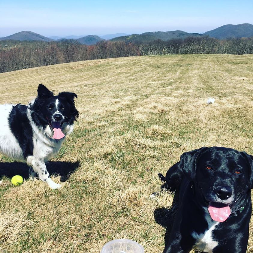 Max Patch Mountain Bald Dogs